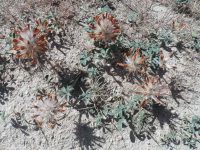 bighead clover (<em>Trifolium macrocephalum</em>)