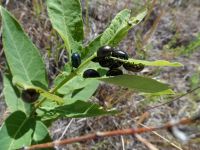 St. Johnswort, klamathweed (<em>Hypericum perforatum</em>)