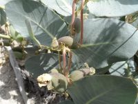 Pallid milkweed