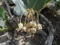 Pallid milkweed