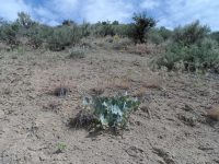 Pallid milkweed