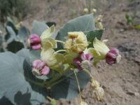Pallid milkweed