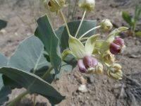 Pallid milkweed