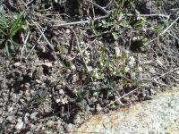 spring whitlow-grass (<em>Draba verna</em>)