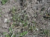 spring whitlow-grass (<em>Draba verna</em>)