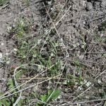 spring whitlow-grass (<em>Draba verna</em>)