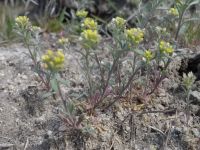 desert alyssum or madwort (<em>Alyssum desertorum</em>)