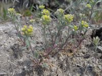 desert alyssum or madwort (<em>Alyssum desertorum</em>)