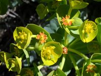 myrtle spurge, donkey tail (<em>Euphorbia myrsinites</em>)