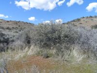 Mojave ceanothus, mountain buckbrush (<em>Ceanothus vestitus</em>)