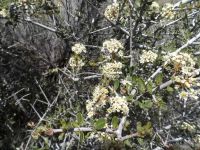 Mojave ceanothus, mountain buckbrush (<em>Ceanothus vestitus</em>)