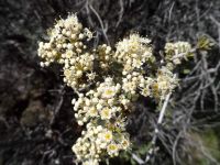 Mojave ceanothus, mountain buckbrush (<em>Ceanothus vestitus</em>)