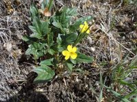 goosefoot or purplish violet (<em>Viola purpurea ssp. venosa</em>)