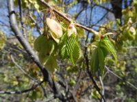 American elm (<em>Ulmus americana</em>)