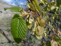 American elm (<em>Ulmus americana</em>)