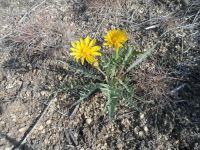 western hawksbeard (<em>Crepis occidentalis</em>)