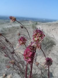 garden burnet  (<em>Poterium sanguisorba var. polygamum</em>)