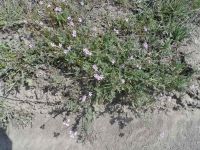 stork- or cranesbill, filaree (<em>Erodium cicutarium</em>)