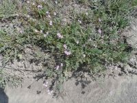 stork- or cranesbill, filaree (<em>Erodium cicutarium</em>)