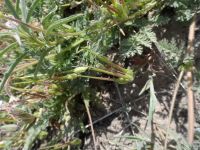 stork- or cranesbill, filaree (<em>Erodium cicutarium</em>)