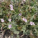 Stork- or cranesbill, filaree (<em>Erodium cicutarium</em>)