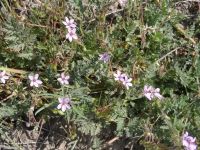 Stork- or cranesbill, filaree (<em>Erodium cicutarium</em>)