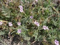 Stork- or cranesbill, filaree (<em>Erodium cicutarium</em>)