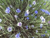 bachelor buttons, cornflower (<em>Centaurea cyanus</em>)
