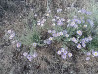 shaggy fleabane (<em>Erigeron pumilus var. intermedius</em>) Shaggy fleabane