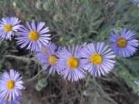 shaggy fleabane (<em>Erigeron pumilus var. intermedius</em>) Shaggy fleabane