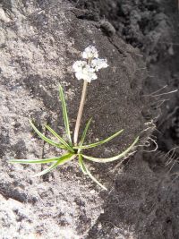 Orogenia, turkey-pea, Indian-potato (<em>Lomatium linearifolium</em>)