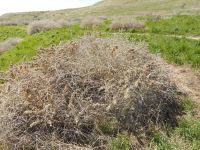 four-wing shadscale or saltbush (<em>Atriplex canescens var. canescens</em>)