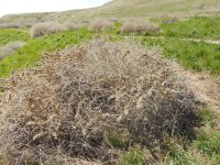 four-wing shadscale or saltbush (<em>Atriplex canescens var. canescens</em>)