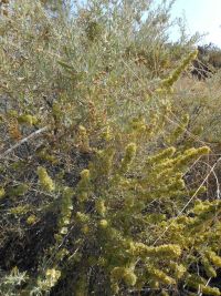 four-wing shadscale or saltbush (<em>Atriplex canescens var. canescens</em>)