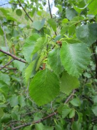 River birch (Betula occidentalis)