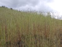 feral or cereal rye (<em>Secale cereale</em>)