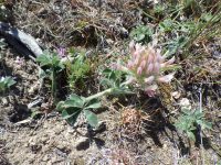 bighead clover (<em>Trifolium macrocephalum</em>)
