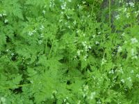 bur chervil (<em>Anthriscus caucalis</em>)