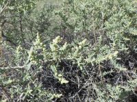 four-wing shadscale or saltbush (<em>Atriplex canescens var. canescens</em>)