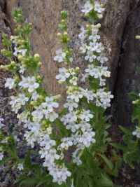 Hotrock penstemon