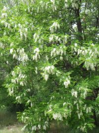 black locust (<em>Robinia pseudoacacia</em>)
