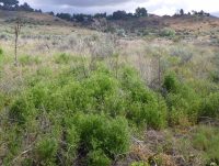 bur chervil (<em>Anthriscus caucalis</em>)