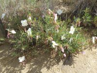 Pallid evening-primrose on Camel's Back.