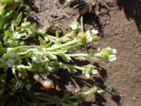 Alkali popcorn-flower (Plagiobothrys leptocladus)