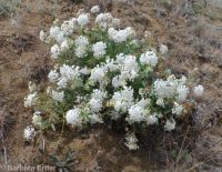 Boise sand-verbena&nbsp;(Abronia mellifera var. pahoveorum)