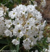 Boise sand-verbena (Abronia mellifera var. pahoveorum)