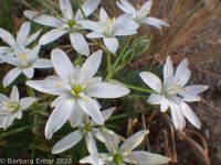 star-of-Bethlehem (<em>Ornithogalum umbellatum</em>)