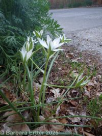 star-of-Bethlehem (<em>Ornithogalum umbellatum</em>)