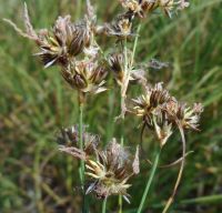 straightleaf or pointed rush (<em>Juncus orthophyllus</em>)
