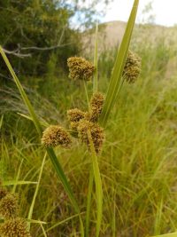 Pale rush (Scirpus pallidus)